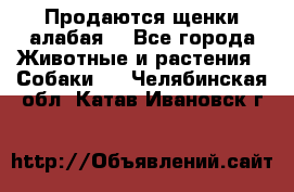 Продаются щенки алабая  - Все города Животные и растения » Собаки   . Челябинская обл.,Катав-Ивановск г.